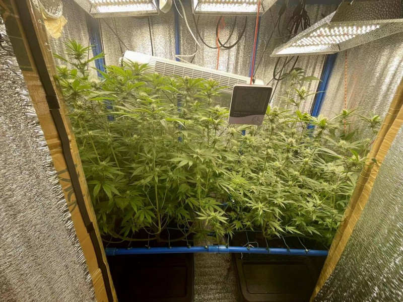 TP Gelatto bloom w4 d4