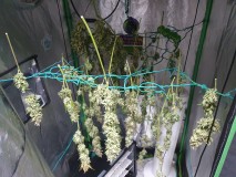 16433842908886637256906066015619