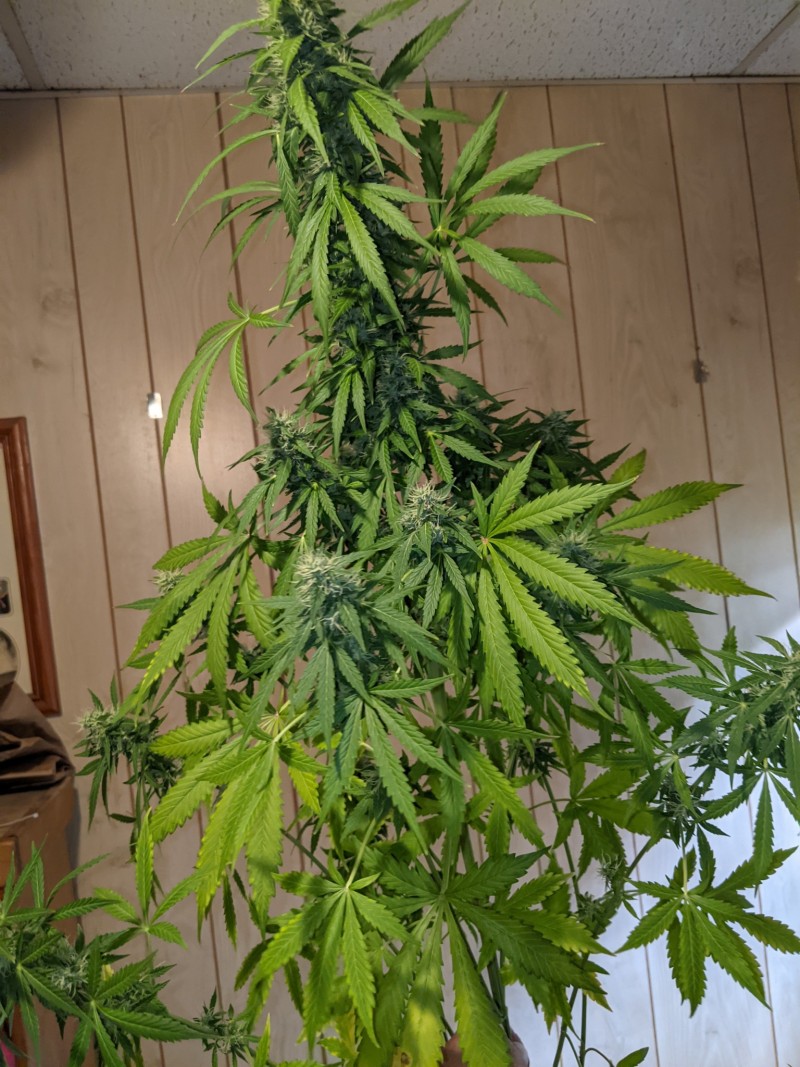 PXL_20220109_193850591