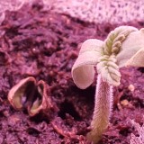 16436605712737748718777255348895