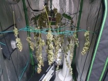 16437438296529223012859719459956