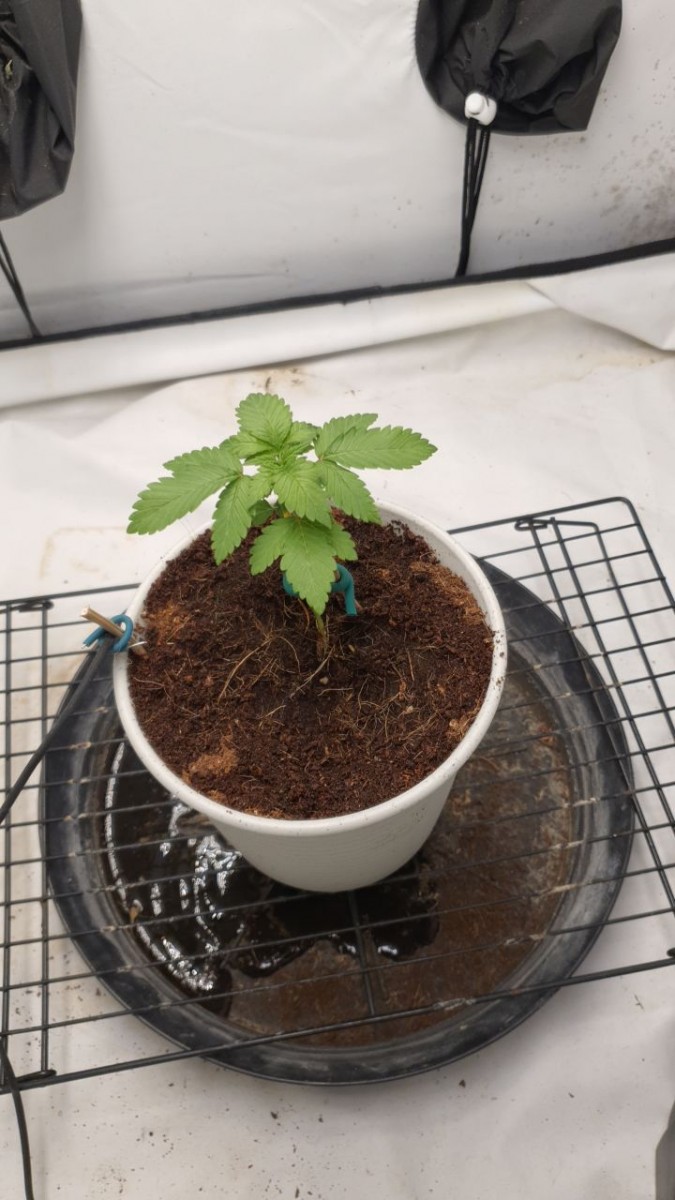 IMG_20220203_181057_197