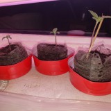 16440217041948740413161571140596