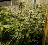 Gelatto  week 5 day 6