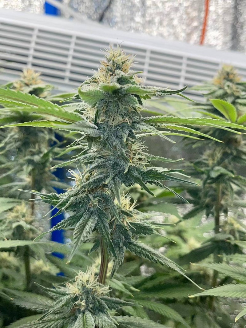 WeChat Image_20220205195216