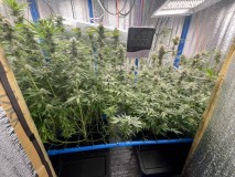 TP Gelatto bloom week 6 day 2