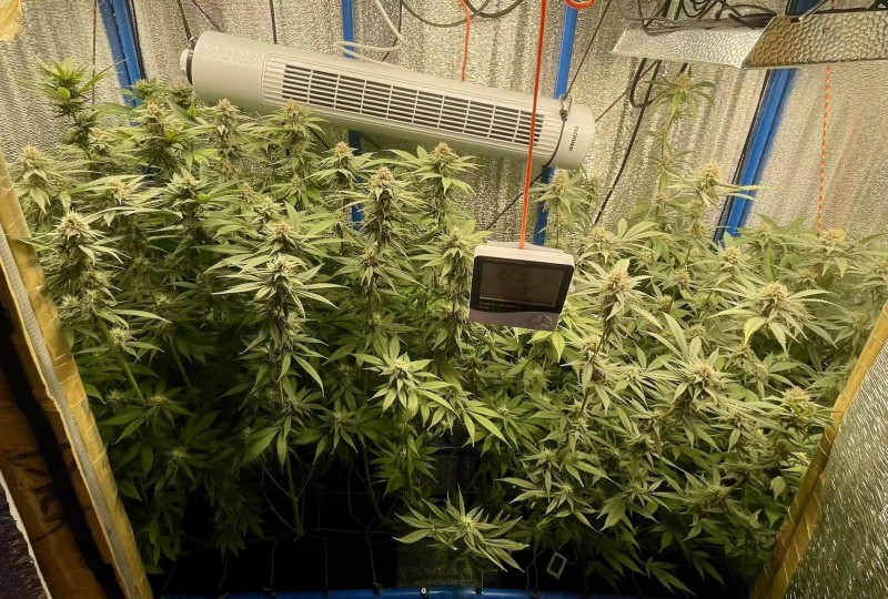 Gelatto bloom week 6 day 3 2