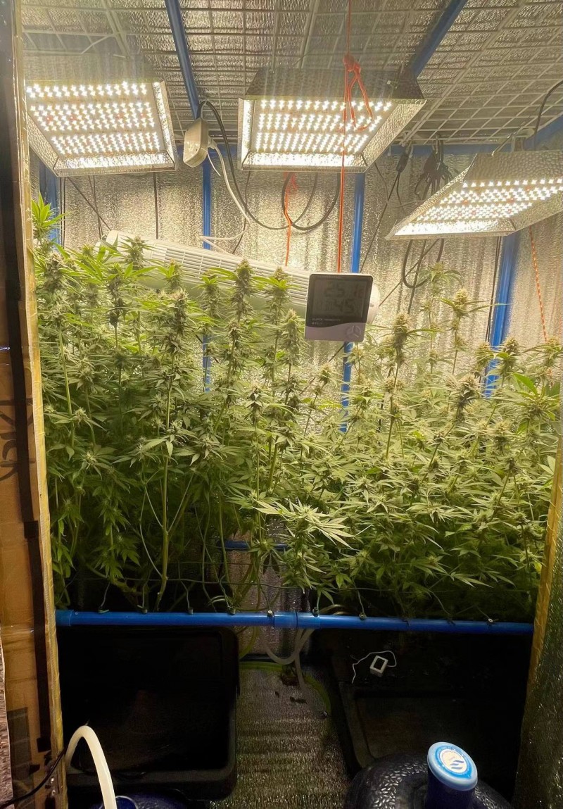 Gelatto bloom week 6 day 3