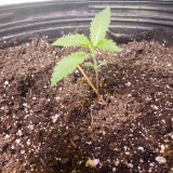 16446307148686063649023484788603