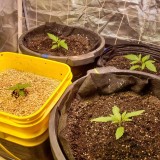 1644953955636333933760593664733