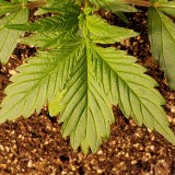 16453099757905501910435643413911