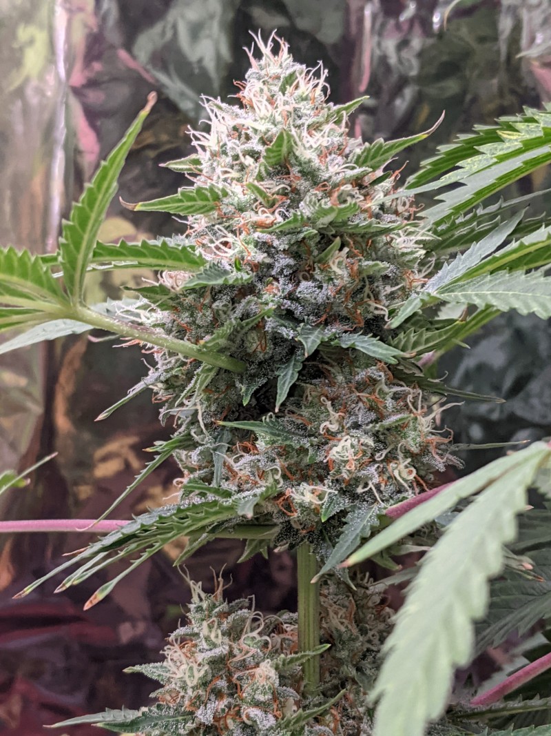 PXL_20220118_001949829