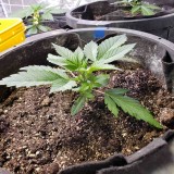 16454764485301244758094622118610