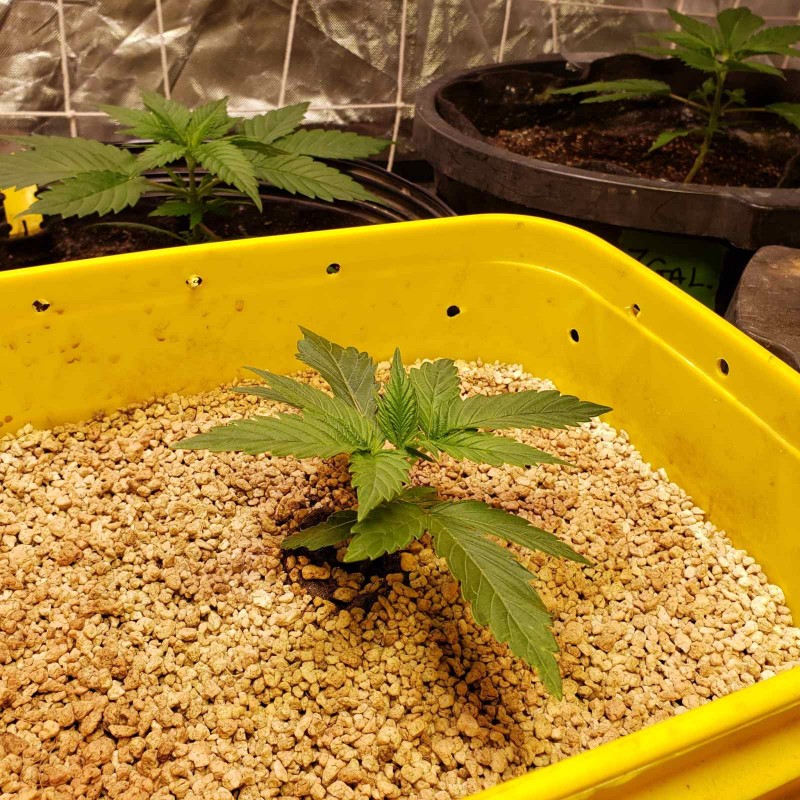 16454766094227495265975780190161