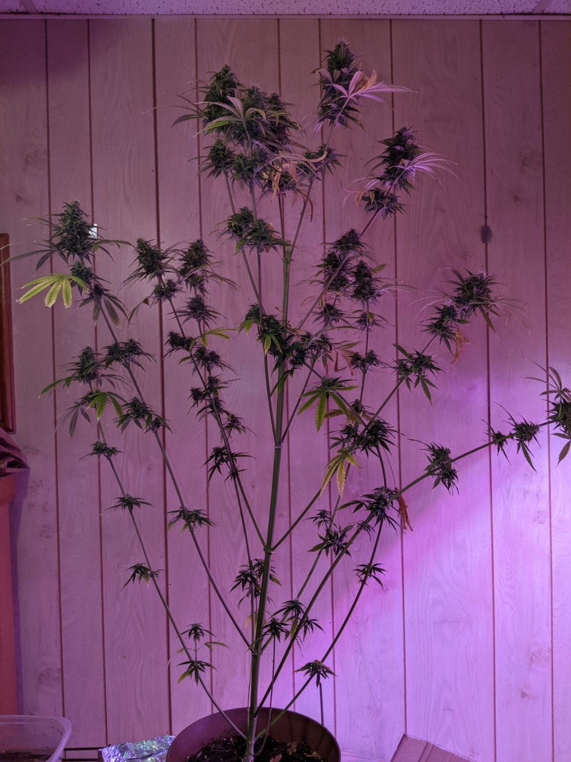 PXL_20220122_212055309