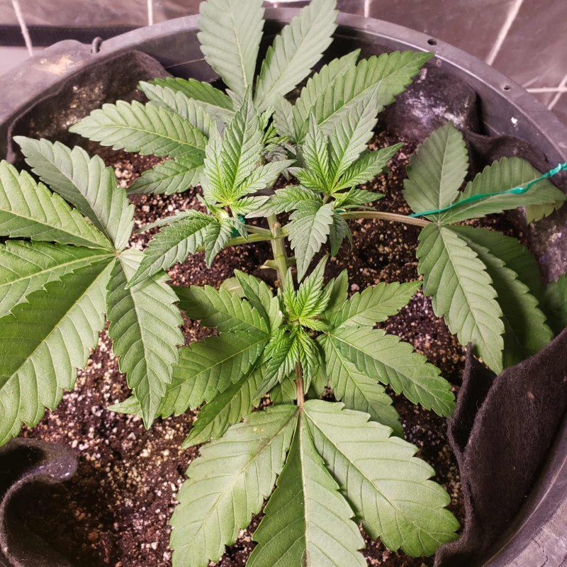 16460934467075283806928910260319