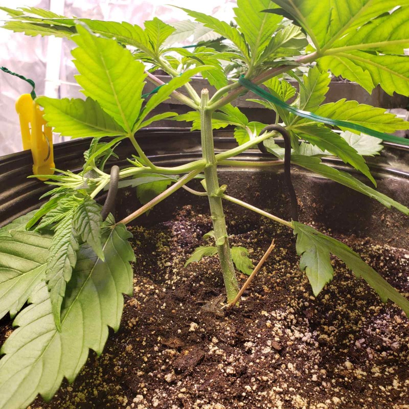 16460934952241013326183818708353