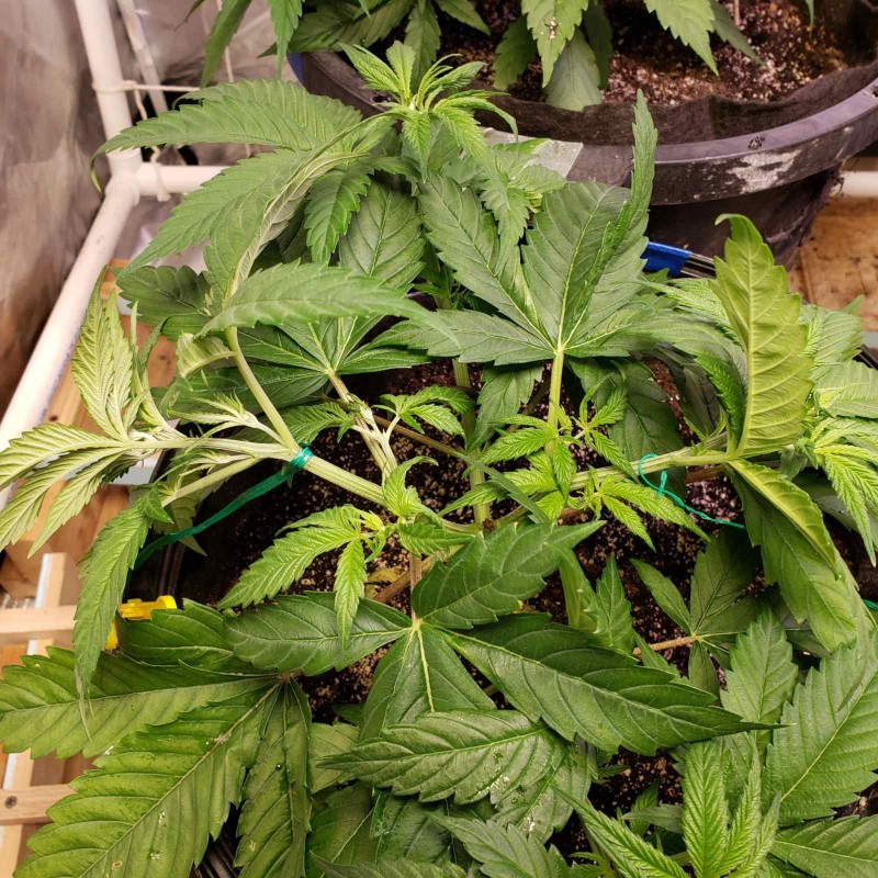 16466740906916824844405978764260