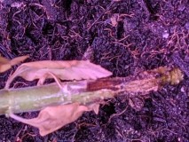 PXL_20220308_014507702.PORTRAIT