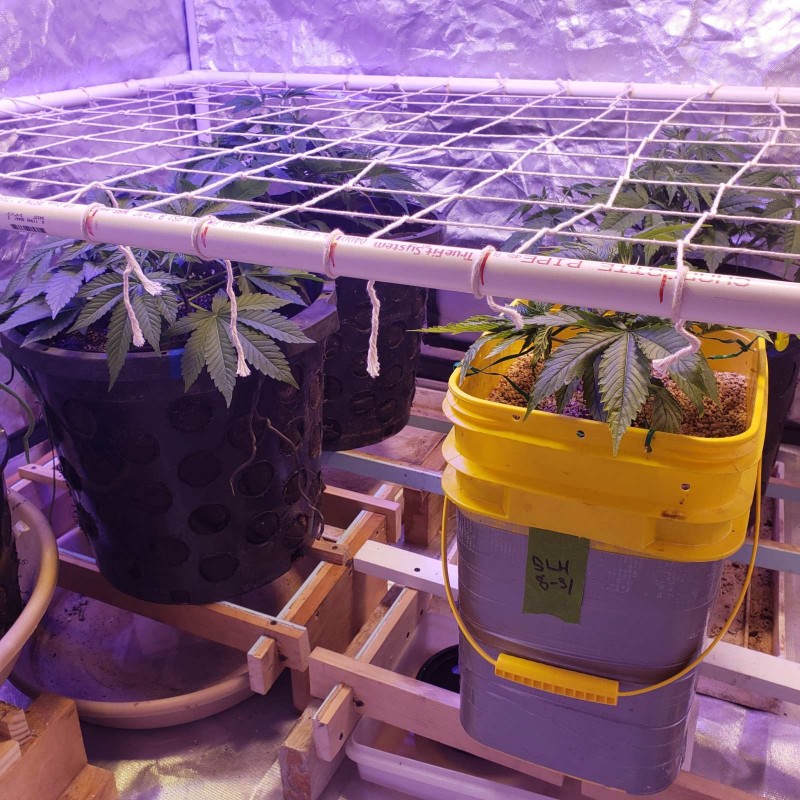 16467914032653031209770111572901