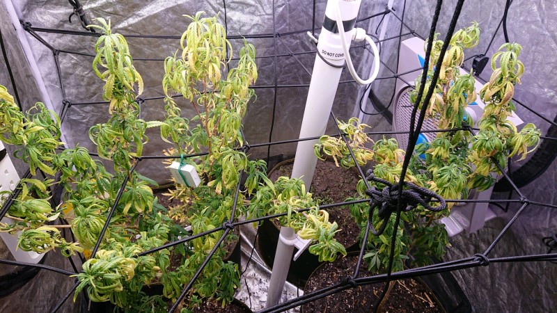 obscura1647014460289