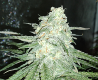 Do si dos seedstockers