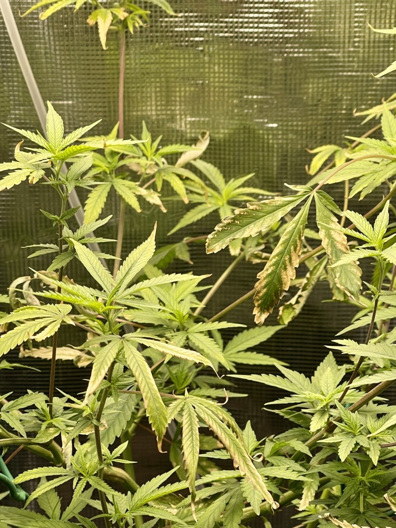 A2D90E13-7C1E-41A6-9670-34F793D036D2