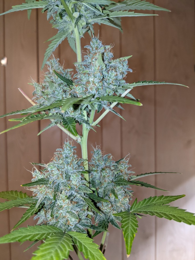 PXL_20220314_165434715