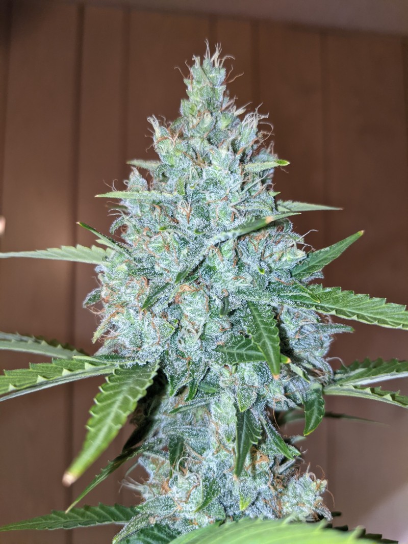 PXL_20220314_165427841