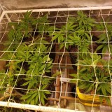 16472999715339208351513359330343