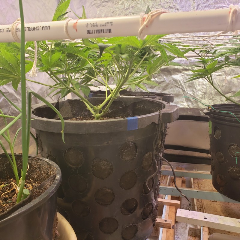 16473000359903595720267722194819