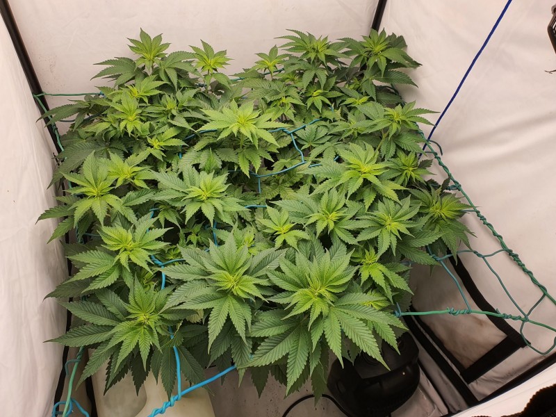 16474530962493173384952816356847