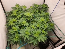 16474530962493173384952816356847