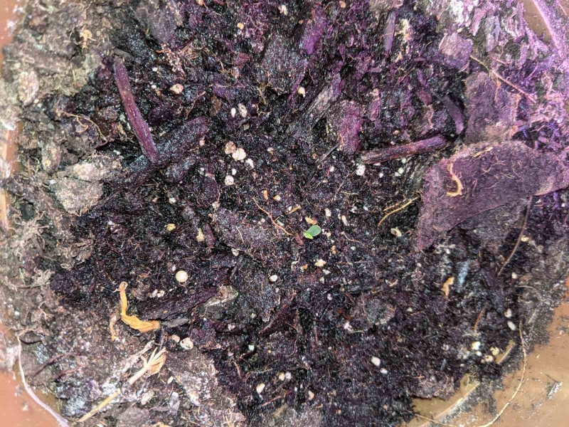 PXL_20220316_060717065