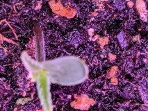 PXL_20220317_060533822