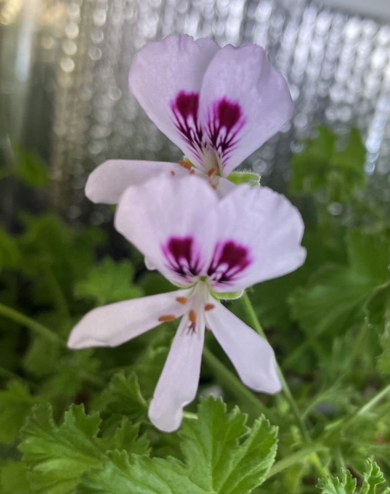 219B6463-BD55-4B58-BB66-1337F1F40C1F