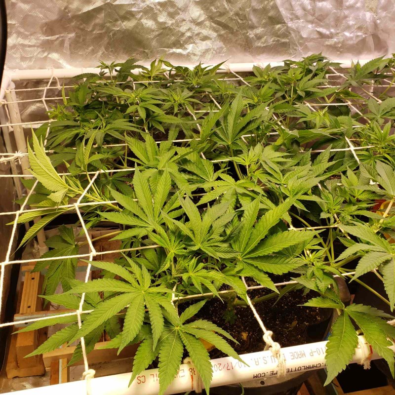 16478907867045924084326043452992