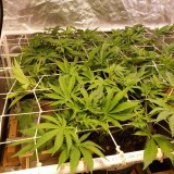 16478907867045924084326043452992