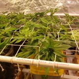 16478908741808261141946793509010