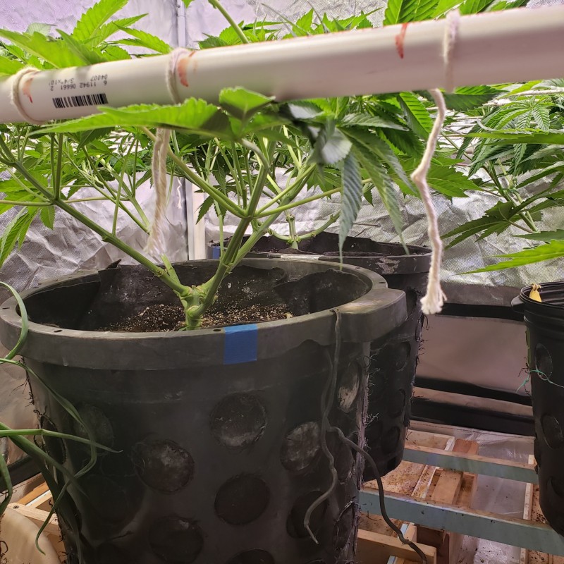 16478909340637879238370214034804