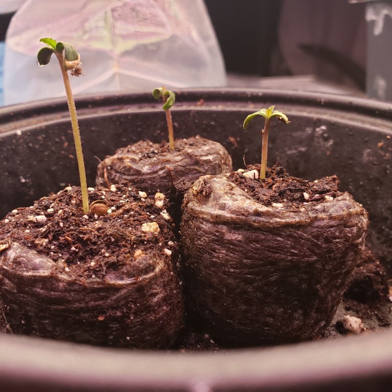 16481387531342631037384333801681