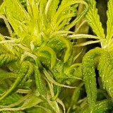 1648498039302186035836825671975