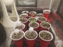 16485742676853786873124204107839