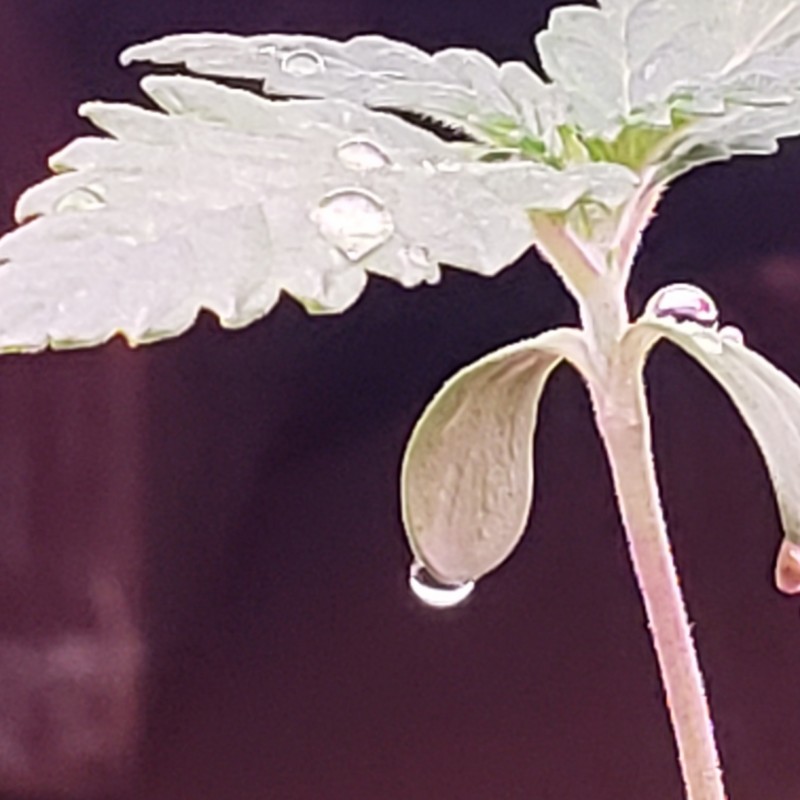 16488429967402750942966136469677