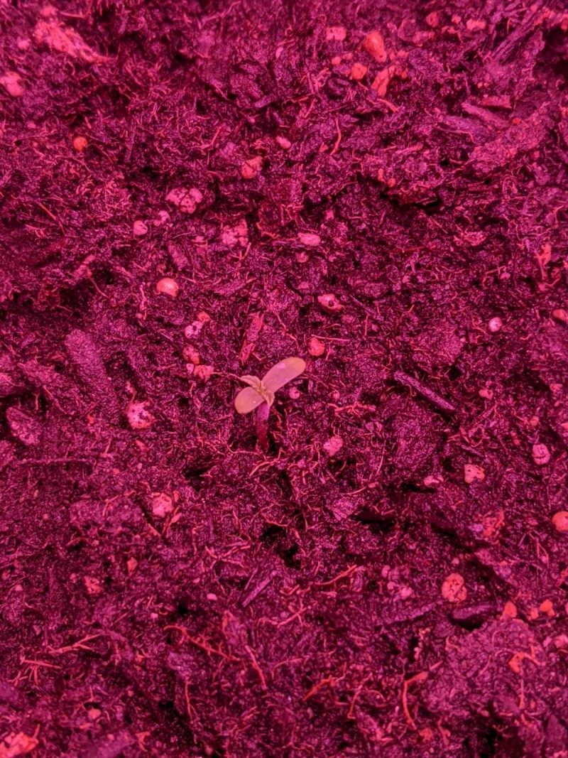 PXL_20220403_062453351