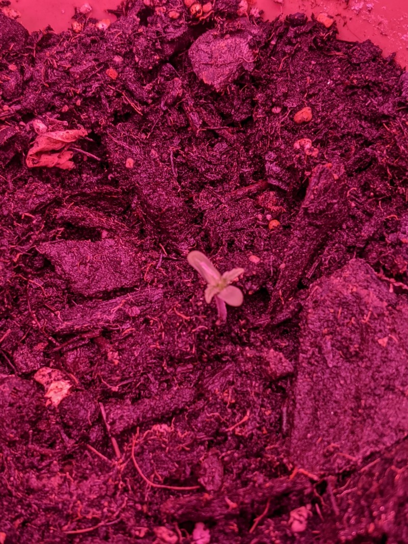 PXL_20220403_062456665