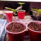 16490999488231817624045415721760