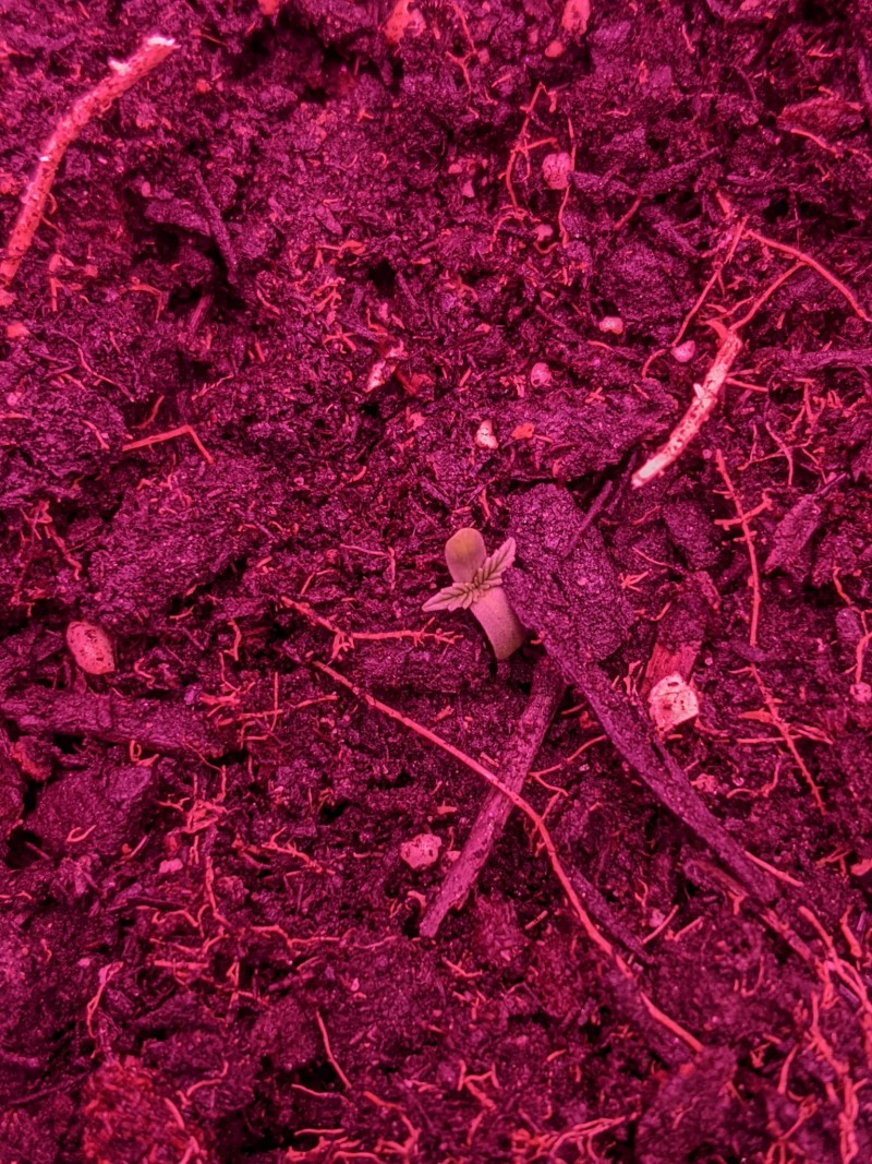 PXL_20220405_203757321