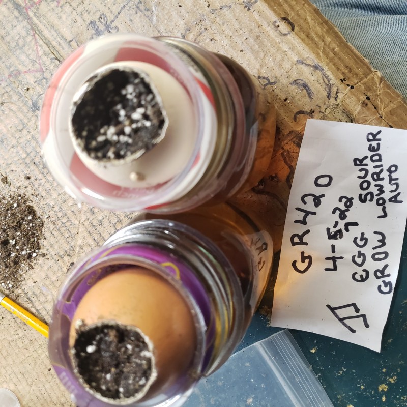 16493774040164384069935253868410