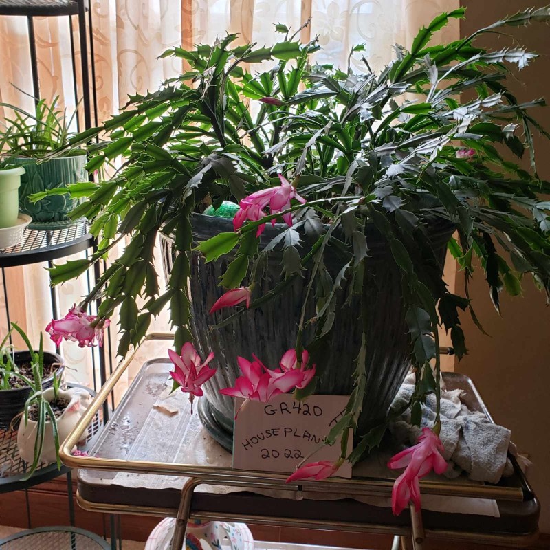 16495307445351525035316924657006